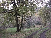 Monte_Fior_di_Cosimo - 20101205 102.jpg